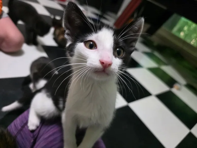 A baby small-sized female tuxedo Domestic Short Hair cat named Tygra for adoption