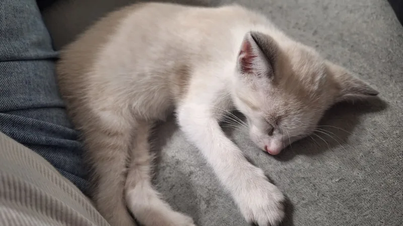 Wilykit (bonded with Snarf) thumbnail 3