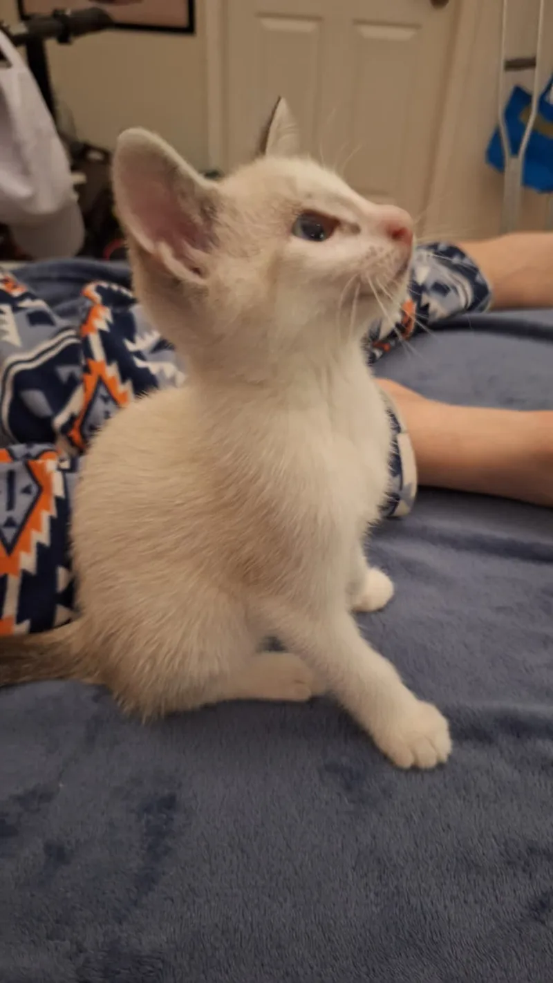 Wilykit (bonded with Snarf) thumbnail 5