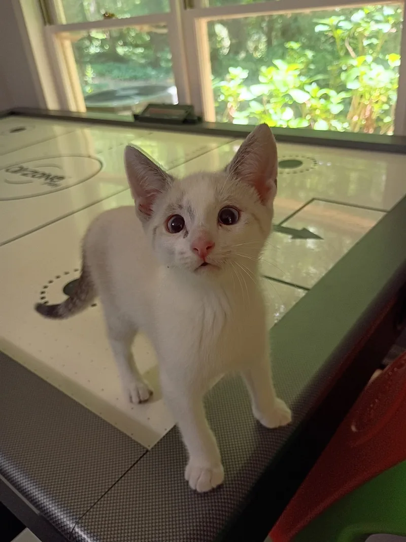 A baby small-sized male snowshoe Domestic Short Hair cat named Wilykit (bonded with Snarf) for adoption