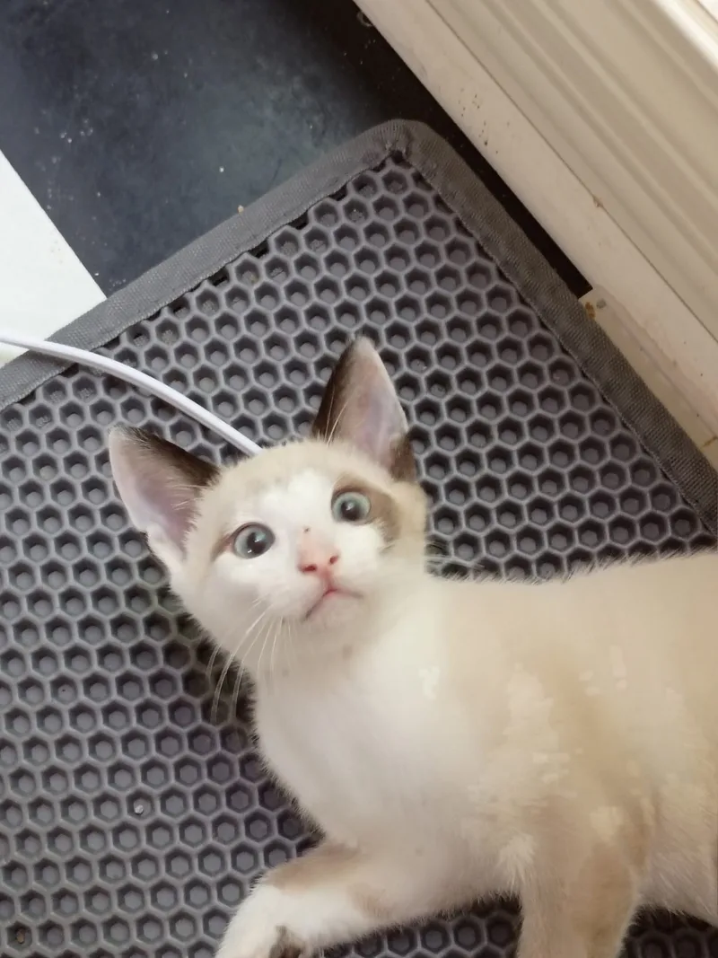 Snarf (bonded with Wilykit) thumbnail 5
