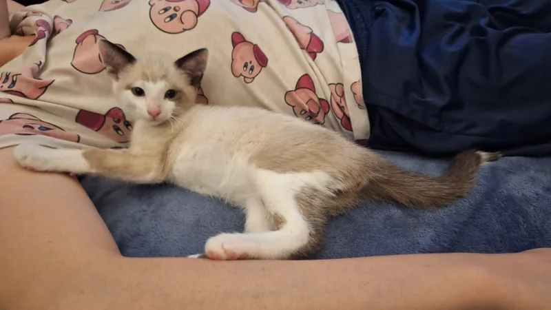Snarf (bonded with Wilykit) thumbnail 3