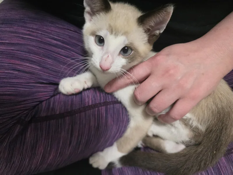 A baby small-sized male snowshoe Domestic Short Hair cat named Snarf (bonded with Wilykit) for adoption