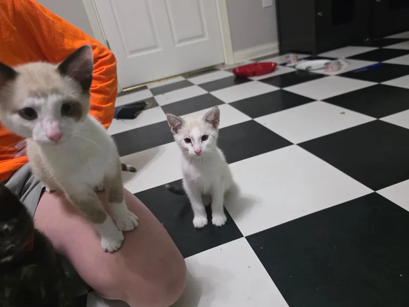 Snarf (bonded with Wilykit) thumbnail 2