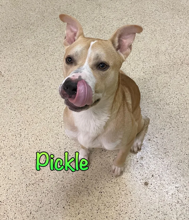 An adult medium-sized male Terrier dog named Pickle for adoption in Muncie, IN