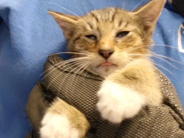 A baby small-sized male Domestic Short Hair cat named Walter for adoption in Tulsa, OK