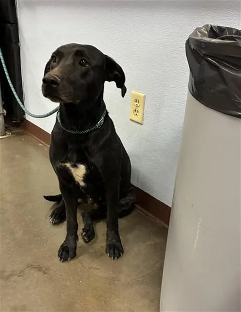 An adult large-sized female Labrador Retriever dog named Ruby for adoption in Phoenix, AZ