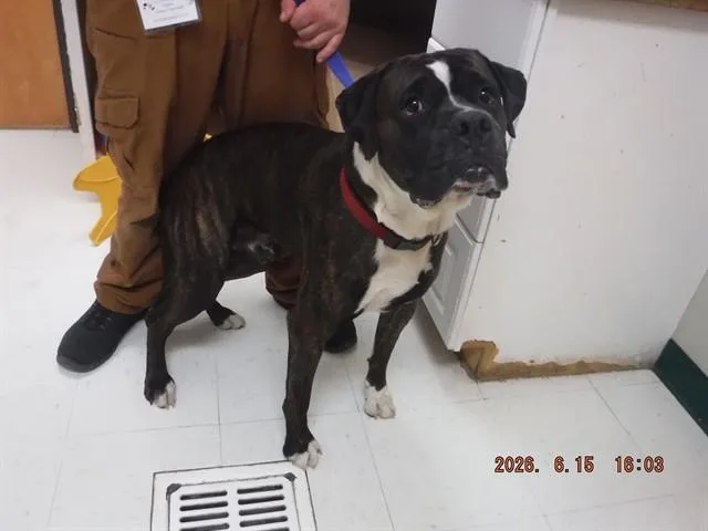 An adult large-sized male Boxer dog named Jack for adoption in Oroville, CA