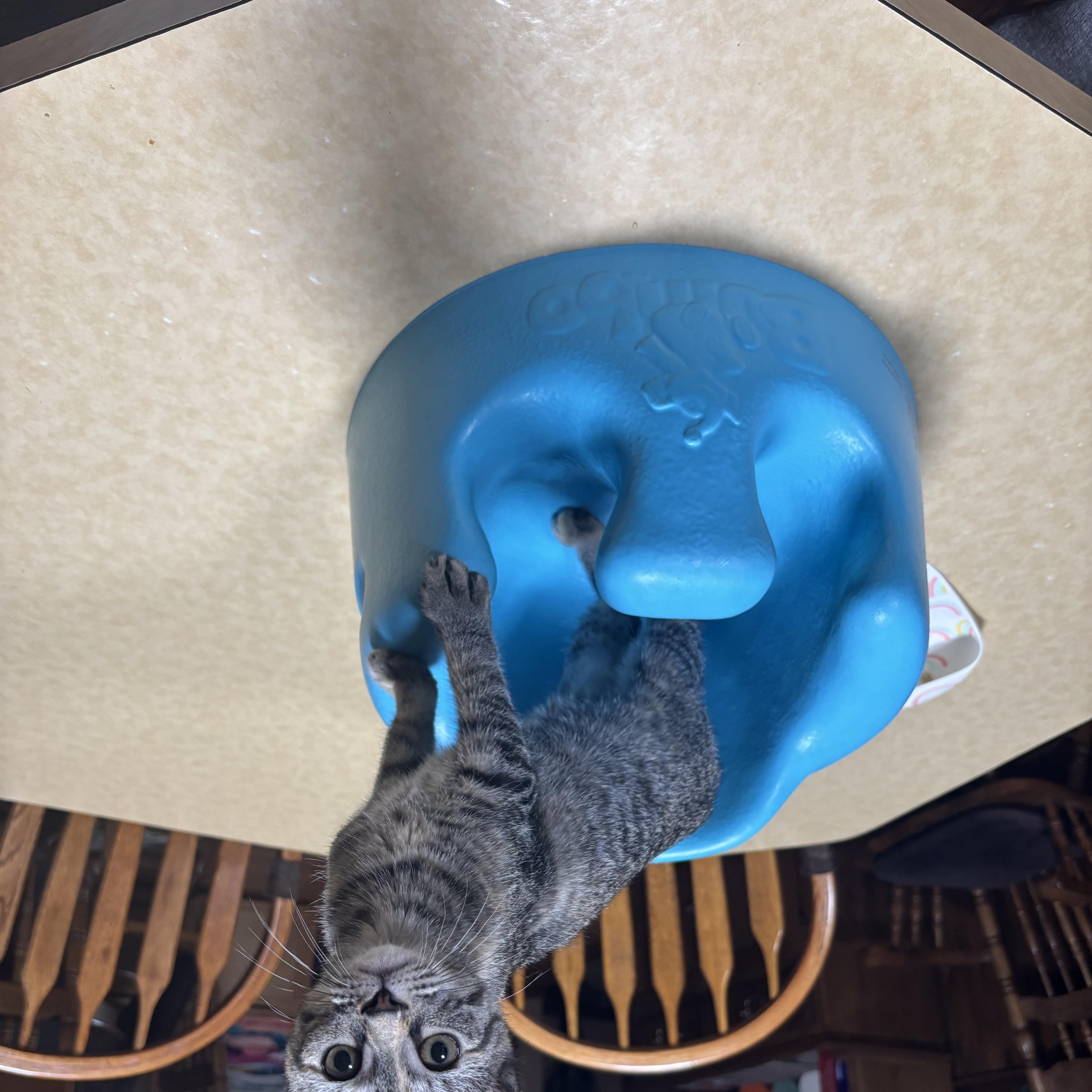 A young small-sized female Domestic Short Hair cat named Jupiter for adoption in Fulton, NY