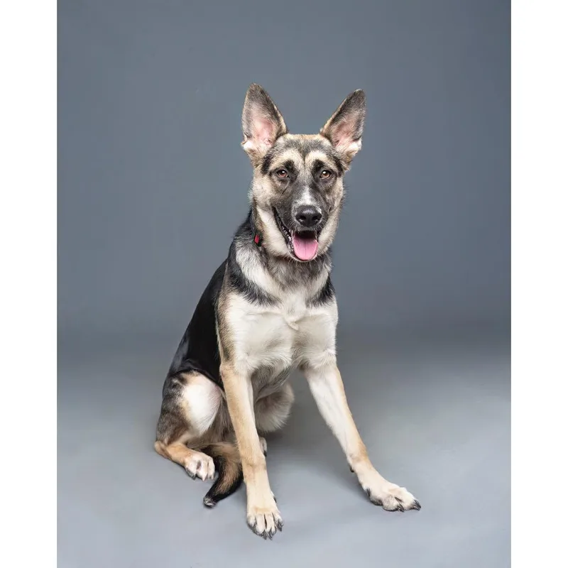 An adult large-sized female Brown / Chocolate Shepherd dog named Astra for adoption in Palm Springs, CA