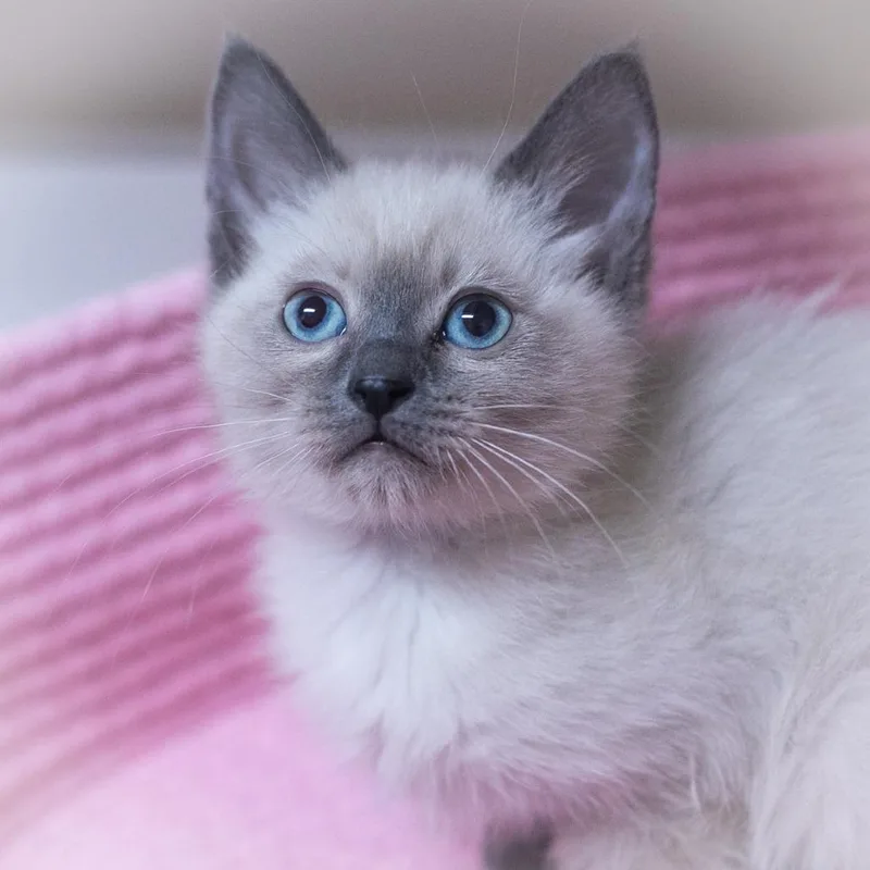 A baby small-sized female Gray / Blue / Silver Siamese cat named Chantara for adoption in Ponte Vedra, FL