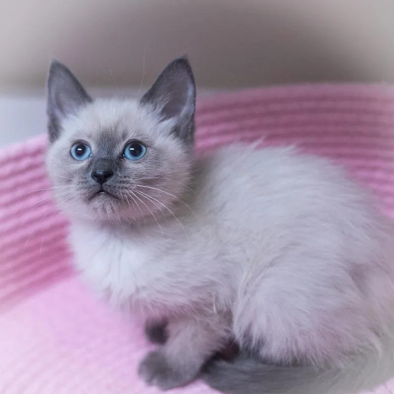 Chantara thumbnail 2