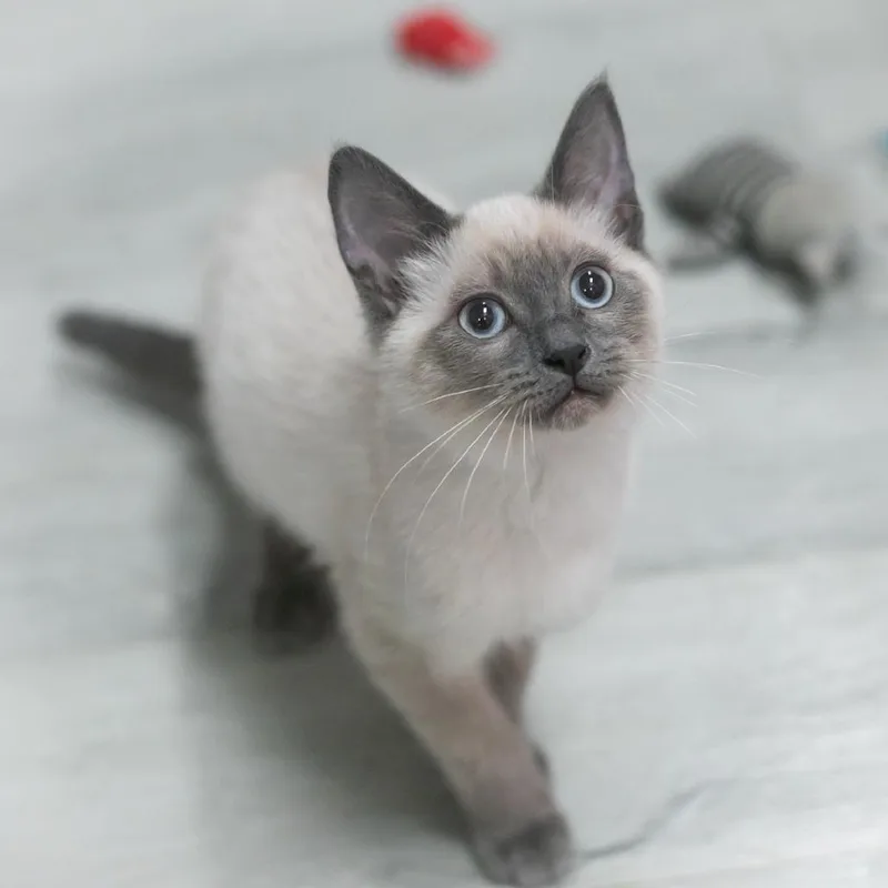 Chantara thumbnail 4