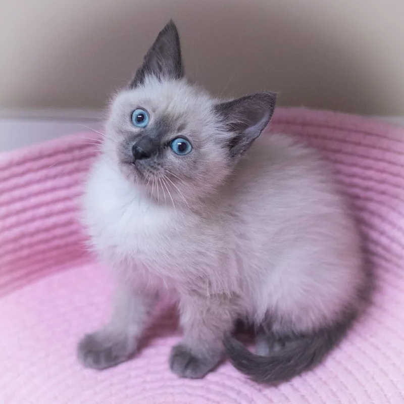 Chantara thumbnail 5