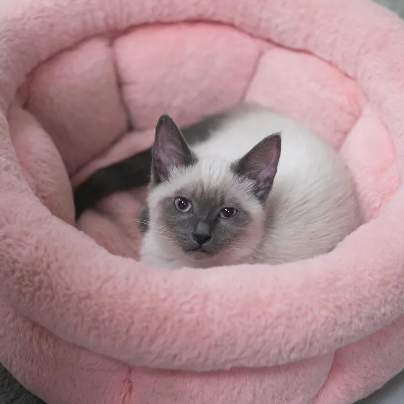 Chantara thumbnail 6