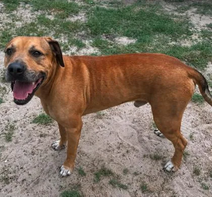 An adult medium-sized male Tricolor (Brown, Black, & White) Black Mouth Cur dog named Steven for adoption in Inverness, FL