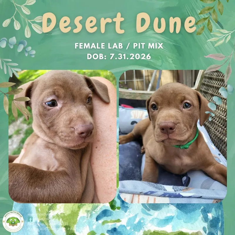 A baby medium-sized female Labrador Retriever dog named Desert Dune for adoption in Pottstown, PA