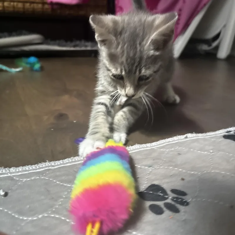 A baby small-sized male Gray / Blue / Silver Domestic Short Hair cat named Juno for adoption in Raleigh, NC