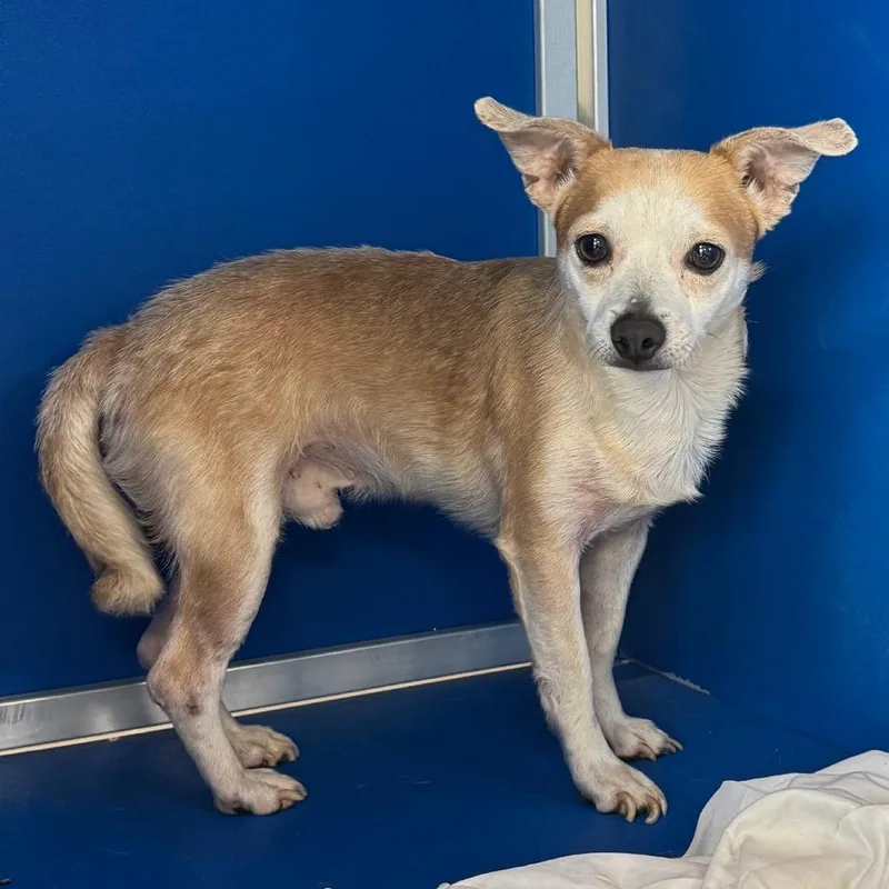 An adult medium-sized male Apricot / Beige Mixed Breed dog named Snoopy for adoption in Las Cruces, NM