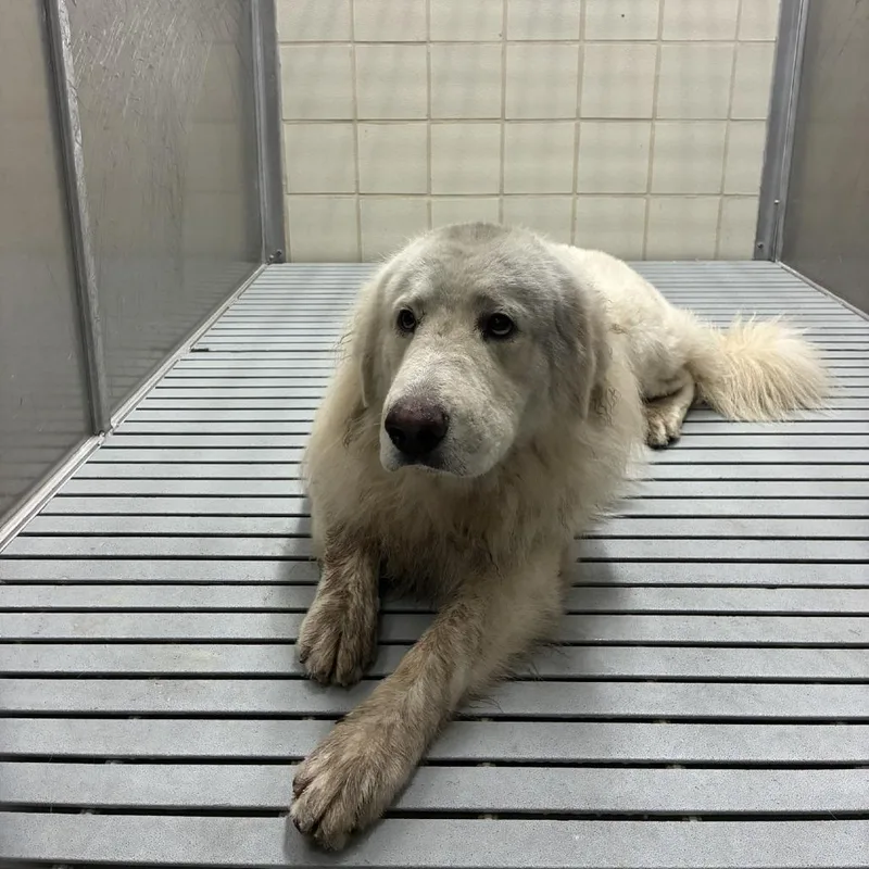 An adult large-sized male White / Cream Great Pyrenees dog named Agamemnon for adoption in Bryan, TX