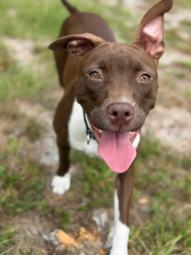 A young medium-sized female American Staffordshire Terrier dog named Fettuccine for adoption in Proctorville, OH