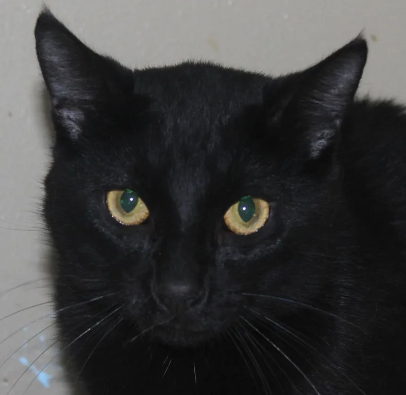 An adult medium-sized male Black Domestic Short Hair cat named Bowie for adoption in Huron, SD
