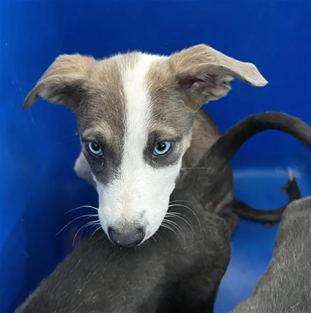 A baby large-sized female Mixed Breed dog named Daisy for adoption in Dallas, TX