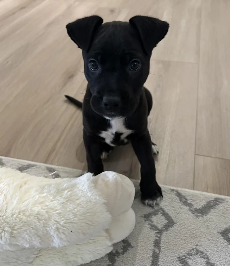 Bowie