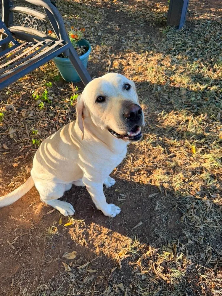 A young large-sized male Labrador Retriever dog named Jack Ryan for adoption in Shawnee, OK
