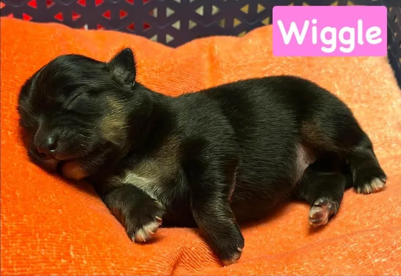 A baby small-sized female Brown / Chocolate Chihuahua dog named Wiggle for adoption in Shawnee, OK