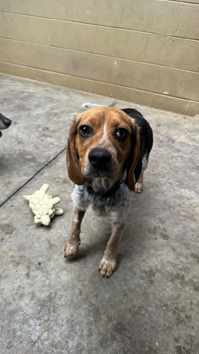 An adult small-sized male Beagle dog named Huck for adoption in Knoxville, TN