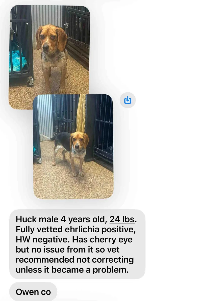 Huck thumbnail 2