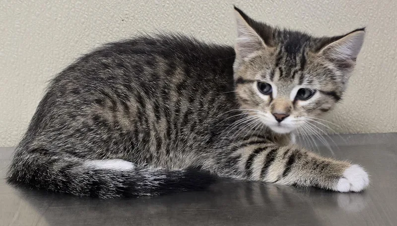 A baby medium-sized male Domestic Short Hair cat named Holden for adoption in Brainerd, MN