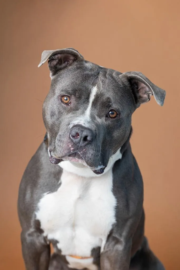 Dusty Bun thumbnail 2