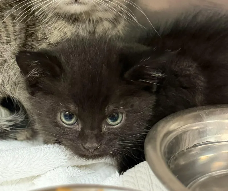A baby small-sized male Domestic Short Hair cat named Measle for adoption in Sherwood, AR