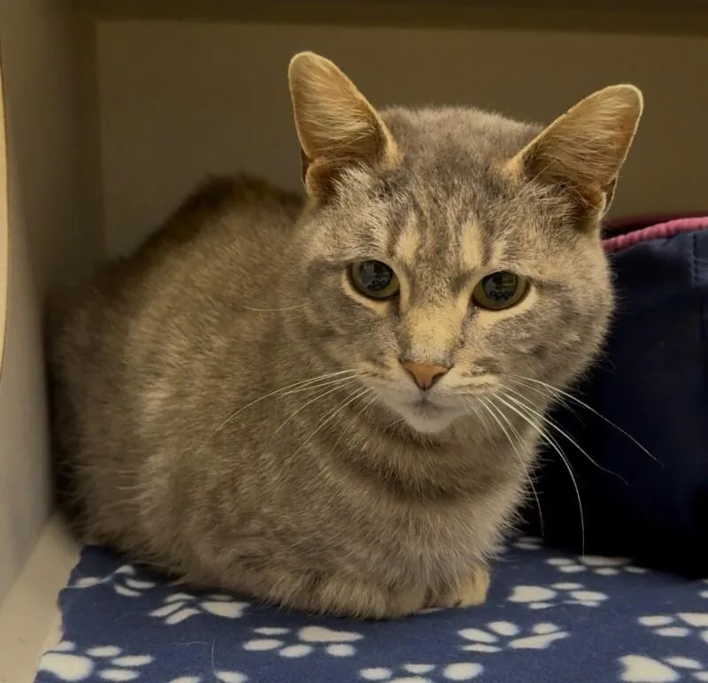 An adult medium-sized female Tabby (Gray / Blue / Silver) Domestic Short Hair cat named Blaire for adoption in Osseo, MI