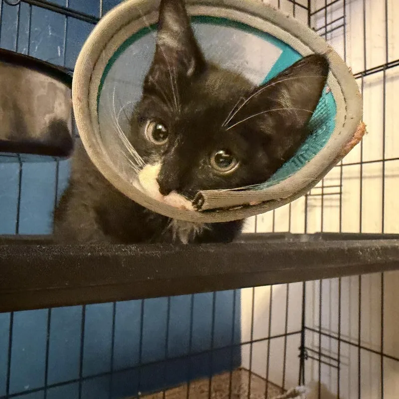 A baby small-sized male Black Domestic Short Hair cat named Deacon for adoption in Tempe, AZ