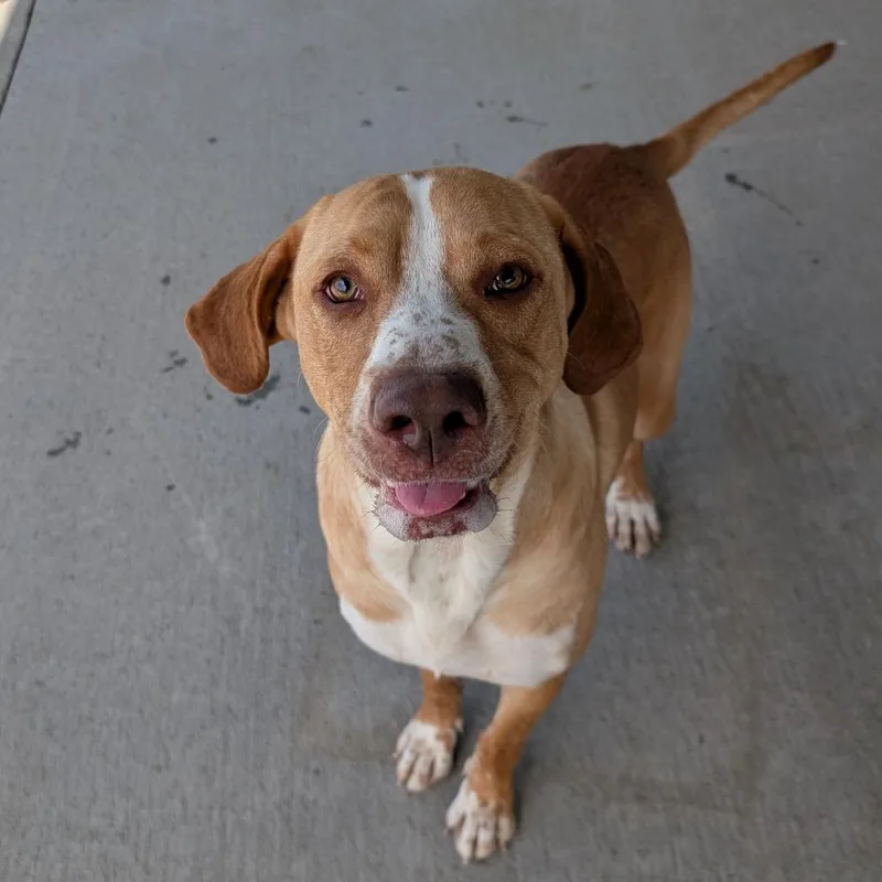 An adult large-sized male Yellow / Tan / Blond / Fawn Mixed Breed dog named Dipsy for adoption in Emporia, KS