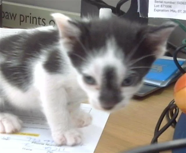 A baby medium-sized female Domestic Short Hair cat named Haute for adoption in Dallas, TX