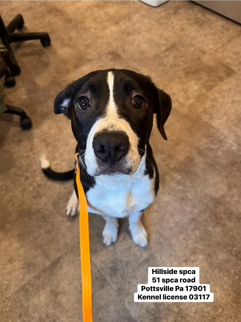 A young medium-sized male Black Border Collie dog named Finn for adoption in Pottsville, PA