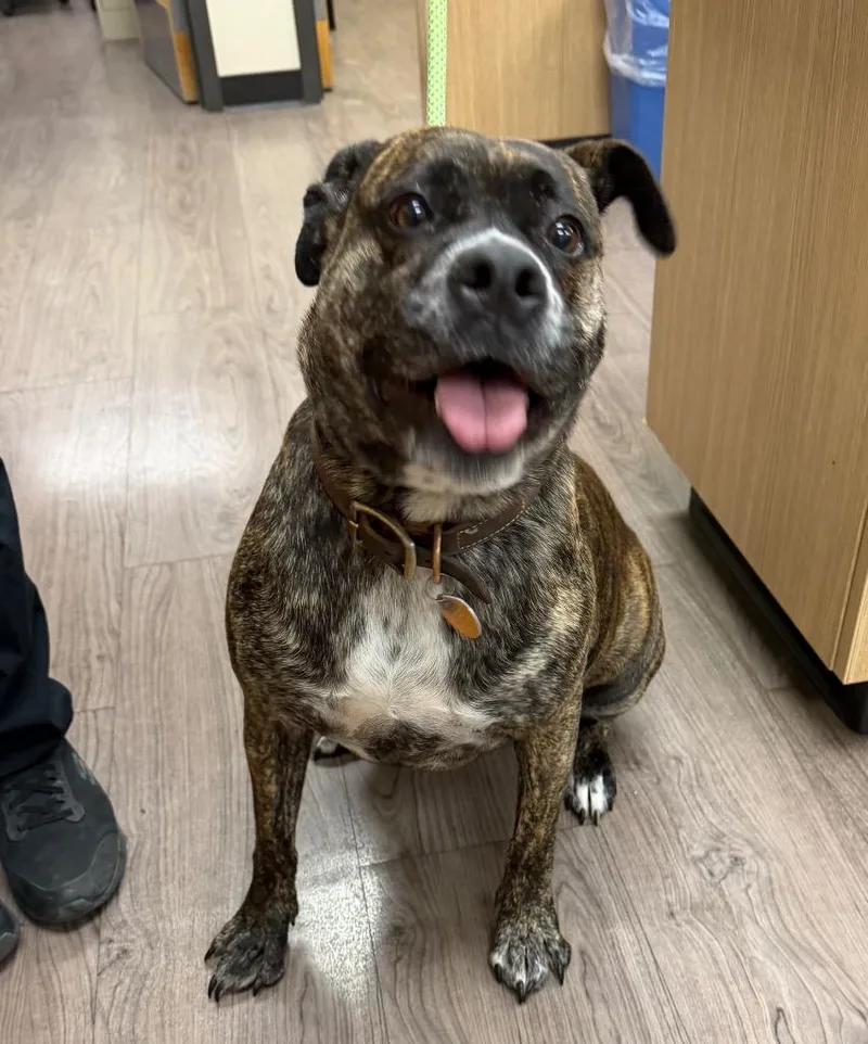 An adult medium-sized female English Bulldog dog named Ellie for adoption in Gillette, WY