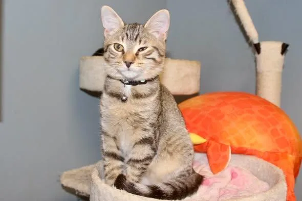A baby medium-sized male Tabby (Brown / Chocolate) Domestic Short Hair cat named Herold for adoption in Brazil, IN