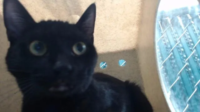 A baby medium-sized female Domestic Short Hair cat named Chillcat for adoption in Downey, CA