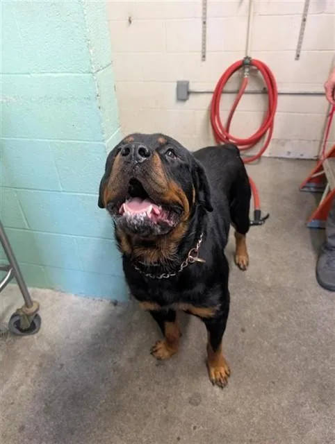 An adult extra large-sized male Rottweiler dog named Gumbo for adoption in Sacramento, CA