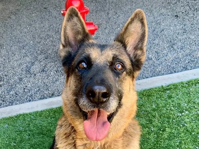 An adult large-sized female German Shepherd Dog dog named SAVE ME PLEASE Georgia for adoption in San Marcos, CA