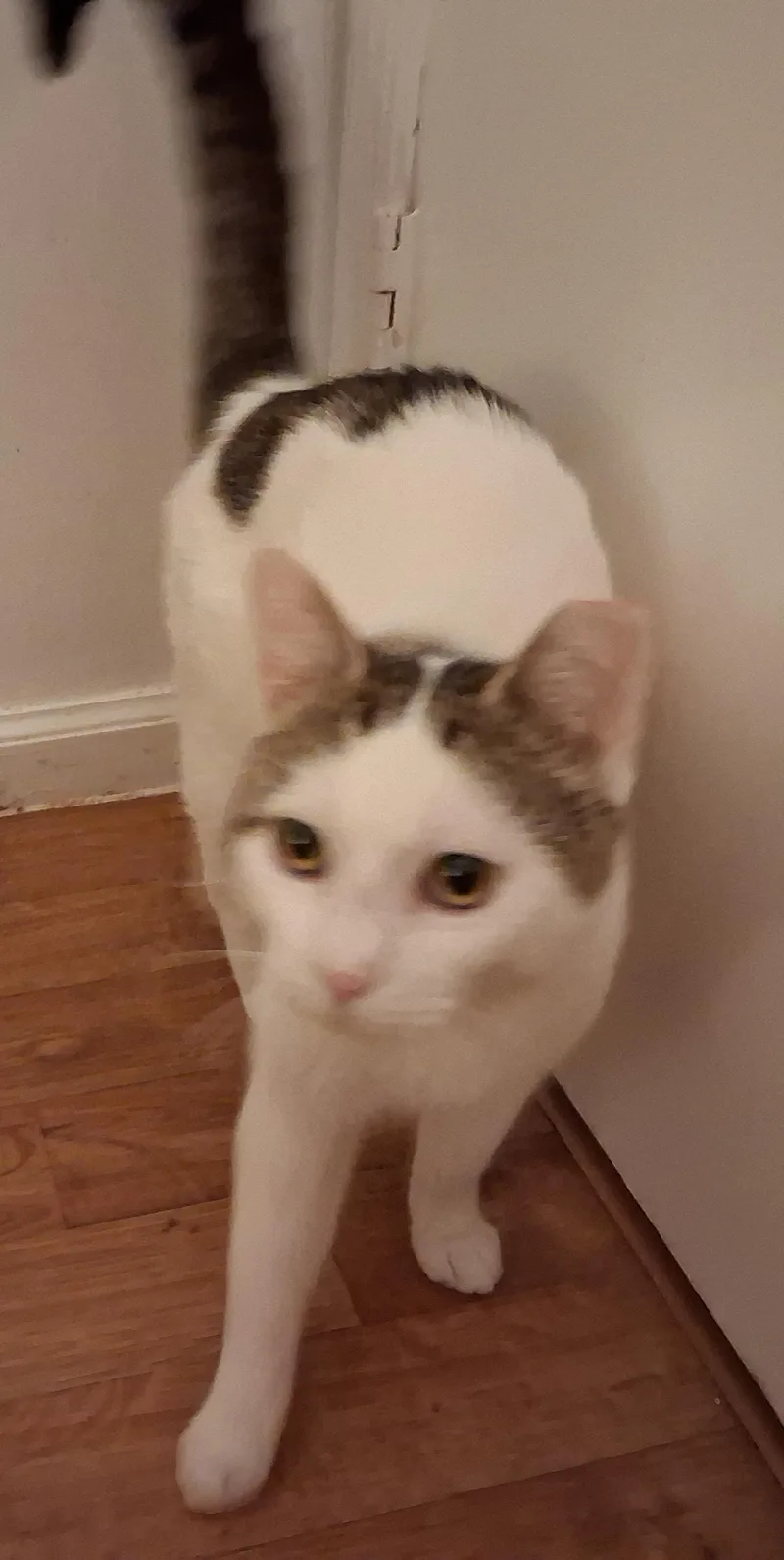 An adult medium-sized male Tabby (Brown / Chocolate) Tabby cat named Ray for adoption in Bear, DE