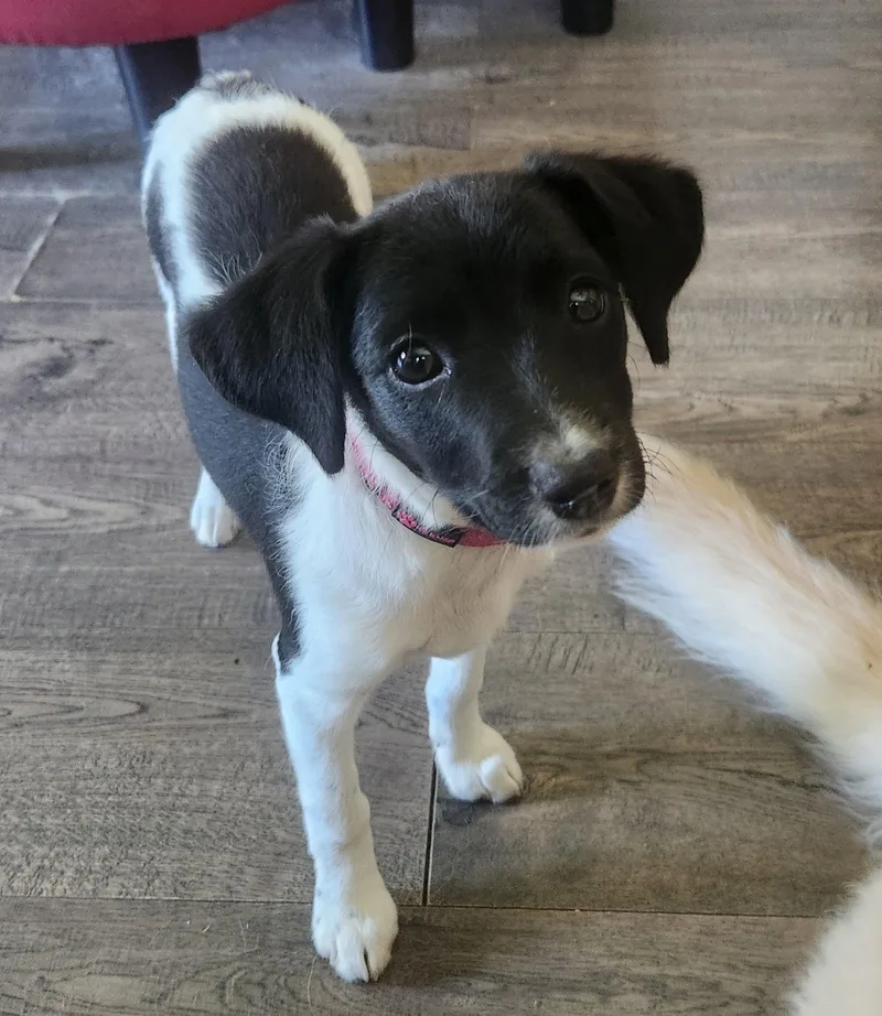 A baby small-sized female Black Jack Russell Terrier dog named Charlotte for adoption in Twin lakes, WI