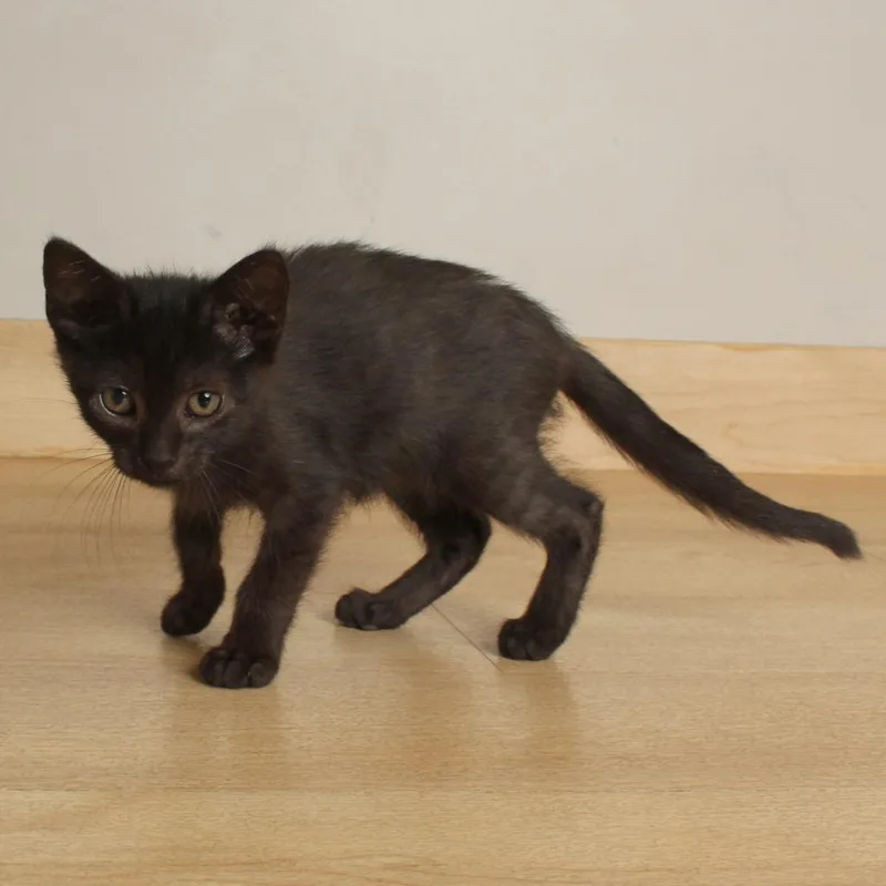 A baby small-sized male Black Domestic Short Hair cat named Diesel C for adoption in Minnetonka, MN