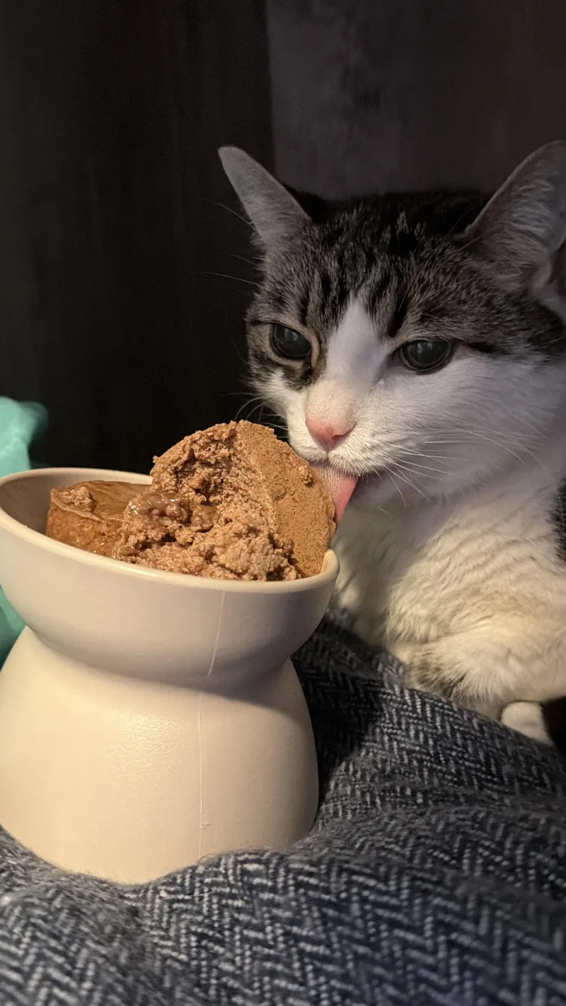 A senior medium-sized female Brown & White Tabby Domestic Short Hair cat named Katy for adoption