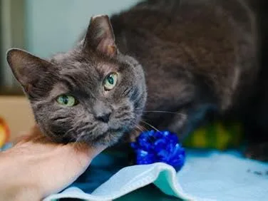 A senior medium-sized female grey Russian Blue cat named Dim Sum for adoption
